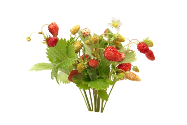 Wild strawberries isolated on the white background