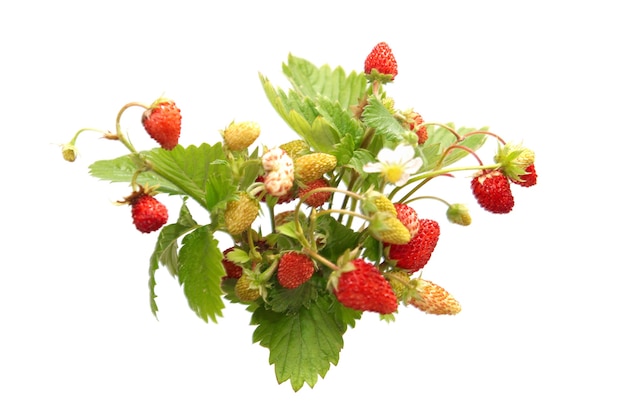 Wild strawberries isolated