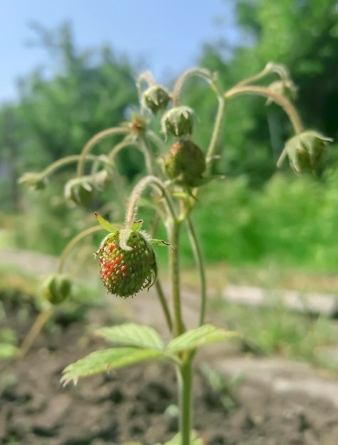 茂みで熟す野生のイチゴ 小さな茂みに生える緑の野生のイチゴ 背の高いイチゴの茎