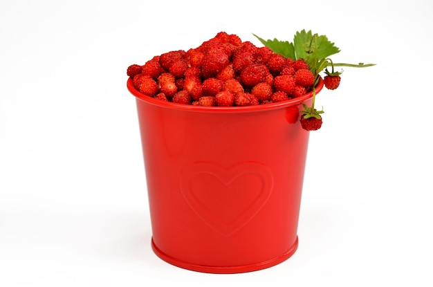 Wild strawberry in a bucket isolated on white background