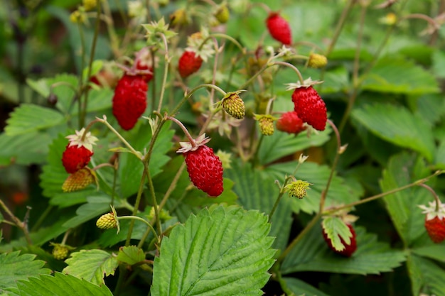 Wild strawberry bush in forest, many ripe wild strawberries on one bush