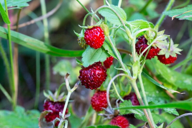 Wild strawberry bush in forest. Red strawberries berry and white flowers in wild meadow, close up