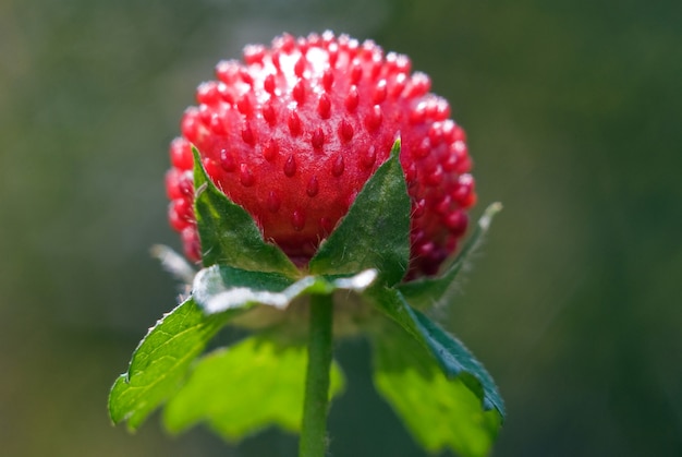 Wild strawberry growing in the forest at the edge