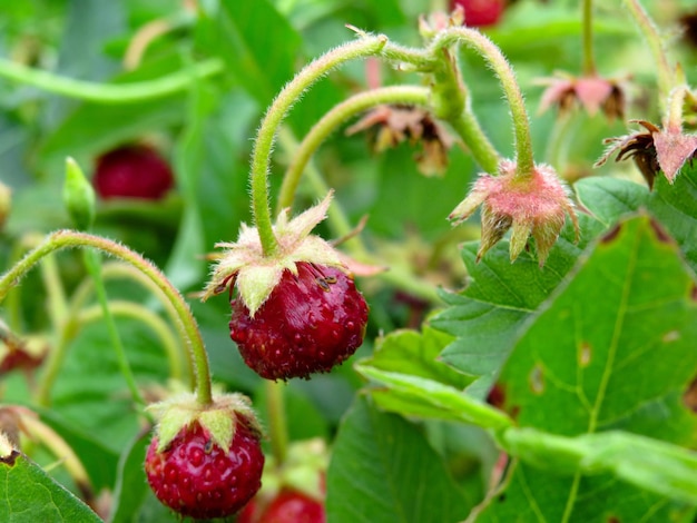 緑の葉と熟した赤い果実を持つ野生のイチゴ植物