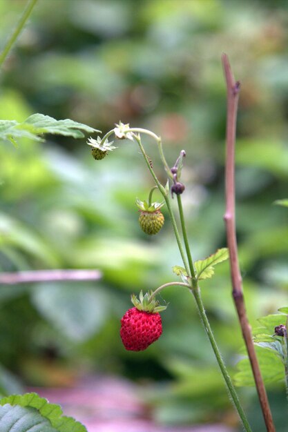 緑の茎とその上に赤い実を持つ野生のイチゴ植物