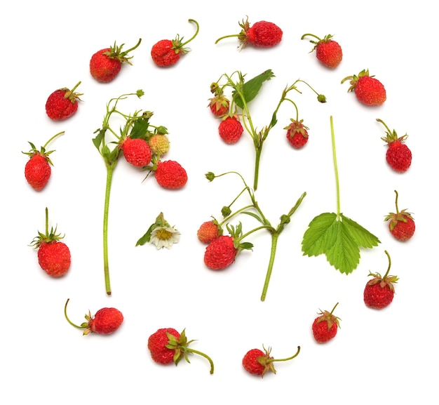 Wild strawberry with flowers and leaves isolated on white background. Fruit creative concept. Flat lay, top view