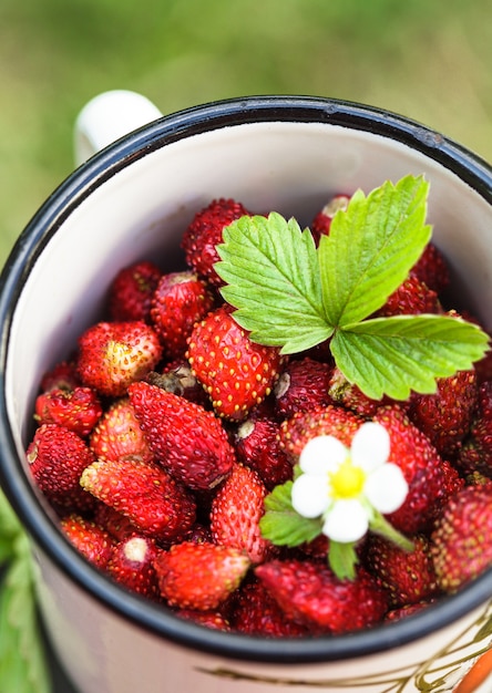 Wild strawberry