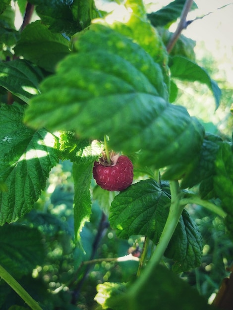 Wild strawberry