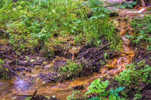 森の中の野生の小川。水には鉄分が含まれています