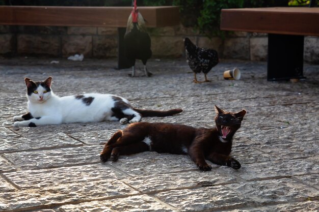 Wild street cat and a Chicken outdoors