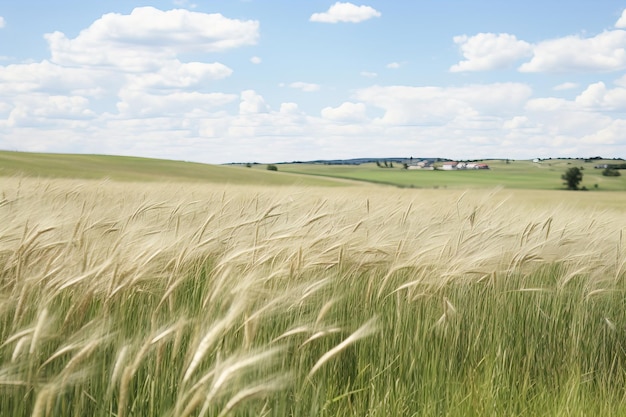 Photo wild sugarcane grass in the fileld