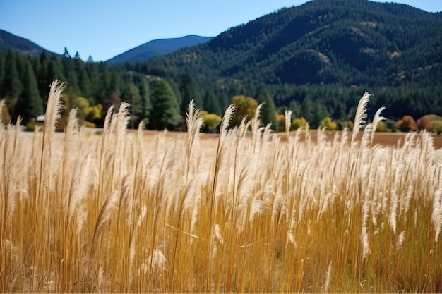 Photo wild sugarcane grass in the fileld