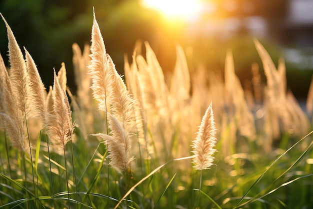 Photo wild sugarcane grass in the fileld