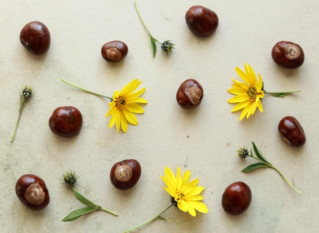 wild sunflowers and chestnuts on a pastel colored background autumn pattern