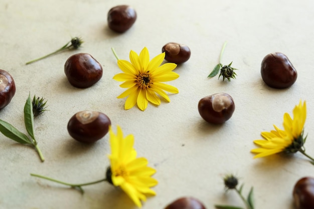 wild sunflowers and chestnuts on a pastel colored background autumn pattern