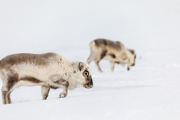 Wild Svalbard Reindeer, Rangifer tarandus platyrhynchus, twee dieren op zoek naar voedsel onder de sneeuw