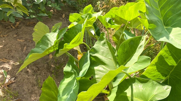 листья дикого таро Colocasia esculenta или слоновье ухо водонепроницаемые листья корень, известный как таро