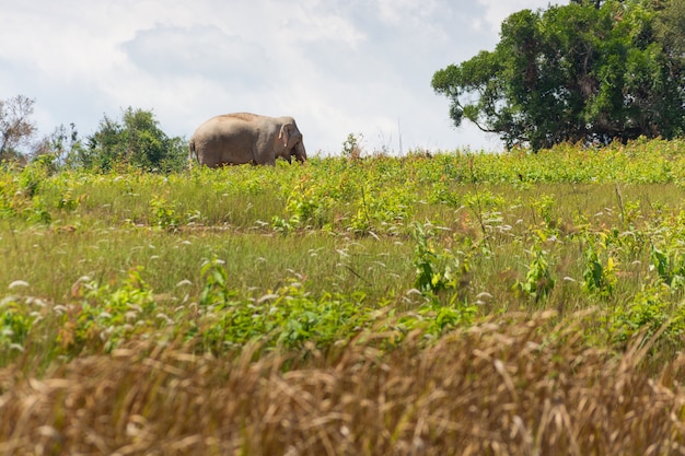 Photo wild thai elephant walking over grass field under blue sky