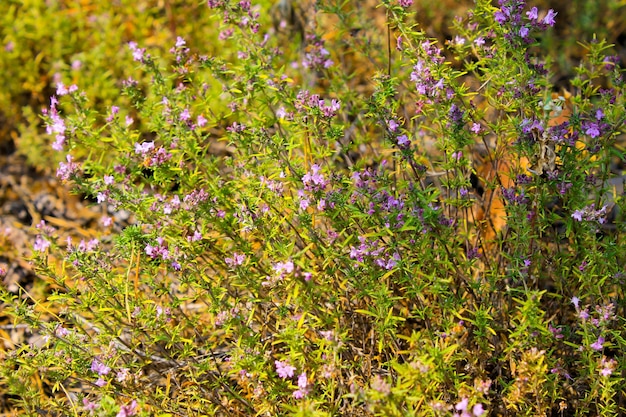 Wild thyme