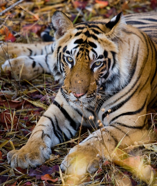 写真 草の上に横たわる野生のトラインドバンダフガー国立公園