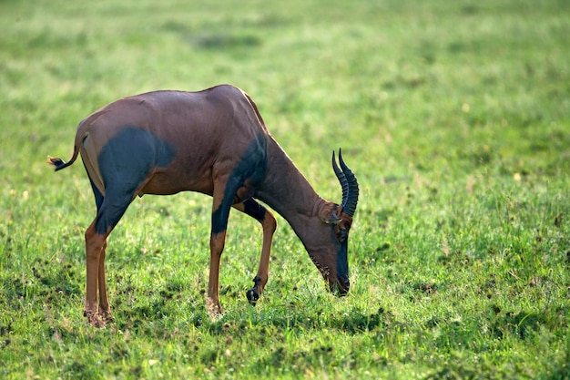 Wild topi grazes in African savannah