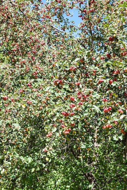 森の中で熟した赤いリンゴを持つ野生の木