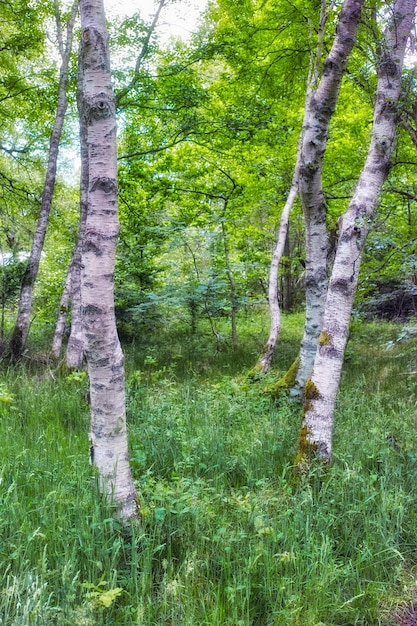 緑の植物や低木の森に生えている野生の木春の自然の中で緑豊かな葉を持つ背の高い木の幹の風光明媚な風景公園の森やジャングルの平和で魔法のような景色