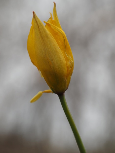 wild tulip flower Tulipa suaveolens