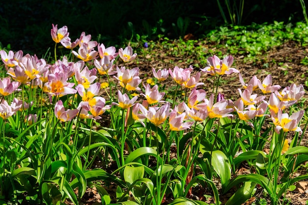 Wild tulips Tulipa Bakeri Lilac Wonder in a garden