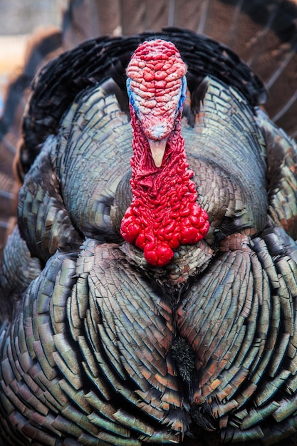 Wild Turkey Closeup