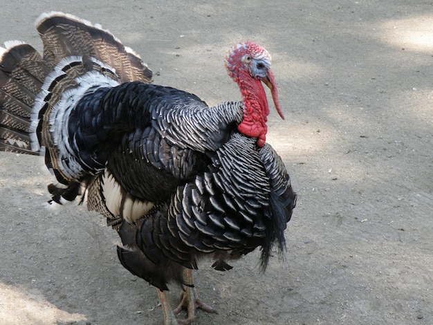 雌を引き付けようとする交配期の野生の七面鳥。