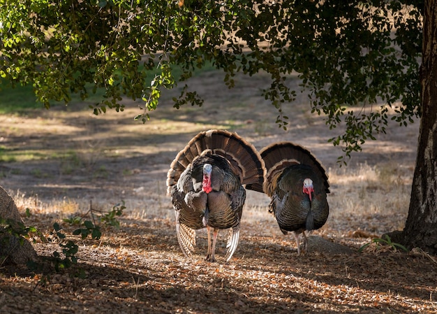 Wild turkeys strutting in sunshine