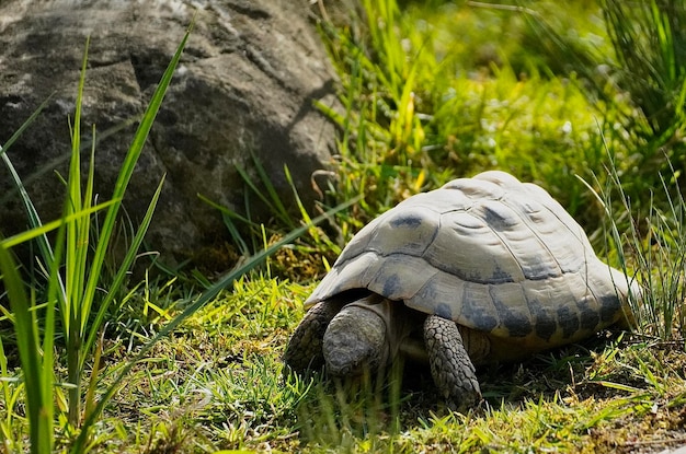 Photo wild turtle