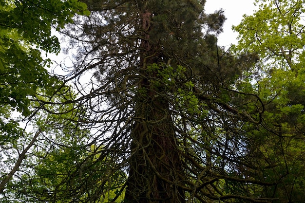 A wild twisted tree growing upwards in the forest View from below