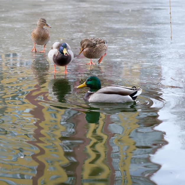 凍える小さな湖にいる野生の都会の鳥