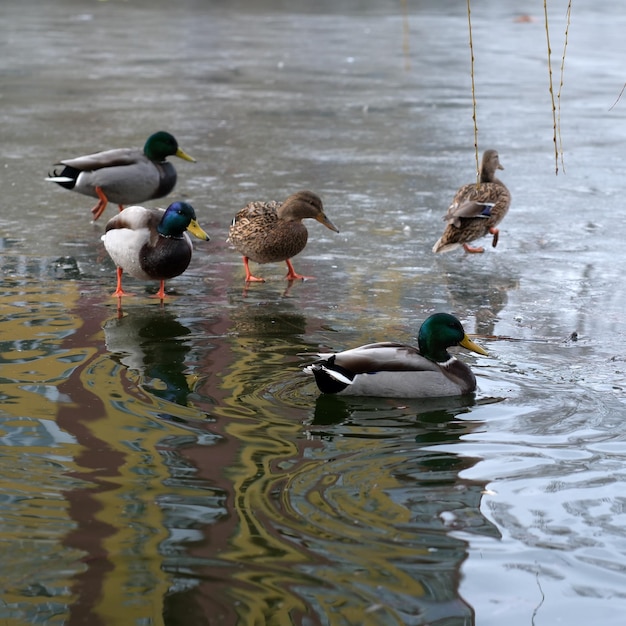 Дикие городские птицы на замерзающем маленьком озере