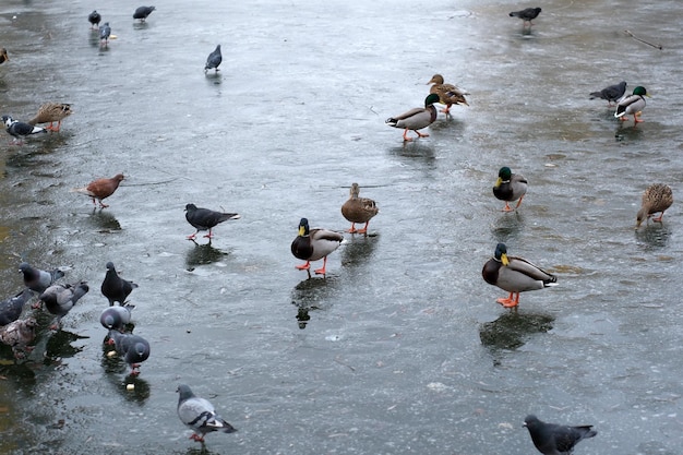 Wild urban birds on a freezing small lake