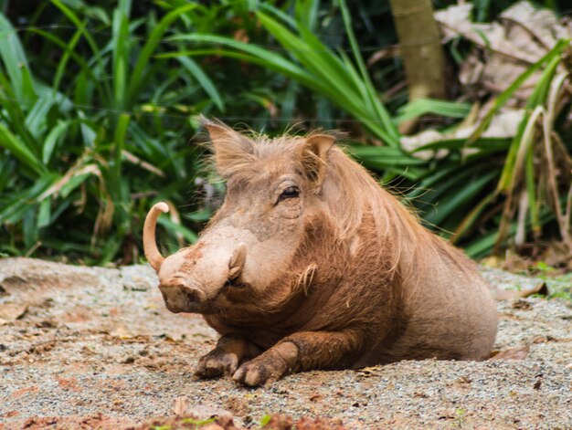 Wild varken in een dierentuin