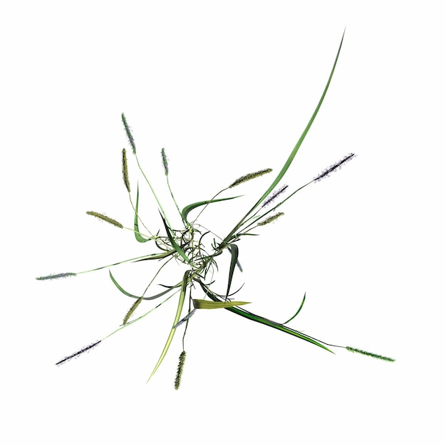 wild veld gras, bovenaanzicht, geïsoleerd op een witte achtergrond, 3D illustratie, cg renderen