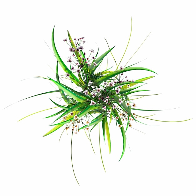 wild veld gras, bovenaanzicht, geïsoleerd op een witte achtergrond, 3D illustratie, cg renderen