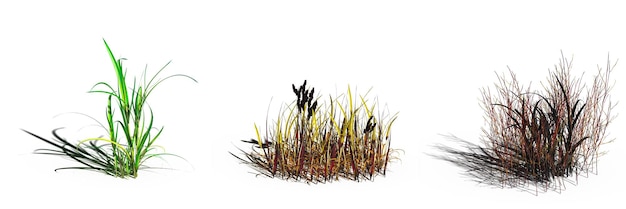 wild veld gras, geïsoleerd op een witte achtergrond, 3D illustratie, cg renderen