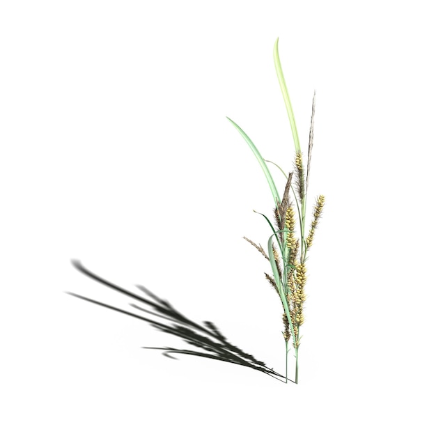 wild veldgras met een schaduw eronder, geïsoleerd op een witte achtergrond, 3D illustratie, cg renderen