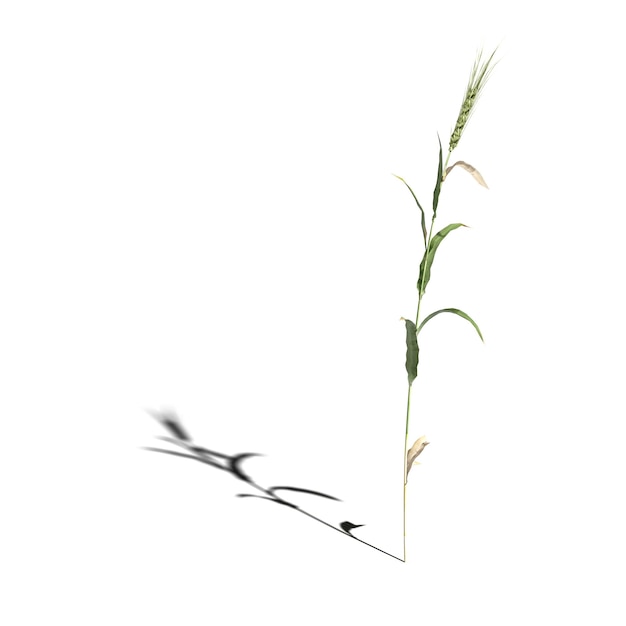 wild veldgras met een schaduw eronder, geïsoleerd op een witte achtergrond, 3D illustratie, cg renderen