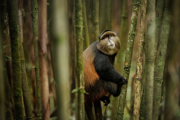 Wild and very rare golden monkey in the bamboo forest 