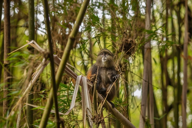 Wild and very rare golden monkey in the bamboo forest 