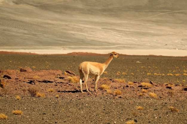 Foto vigogna selvatica nel deserto