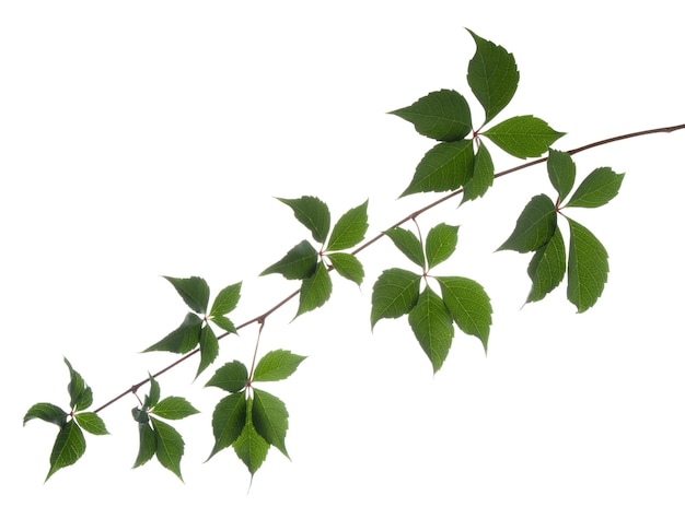 Wild vine branch with green leaves isolated on white background