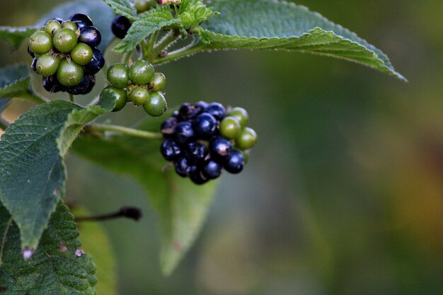 The Wild vine fruit Closeup.