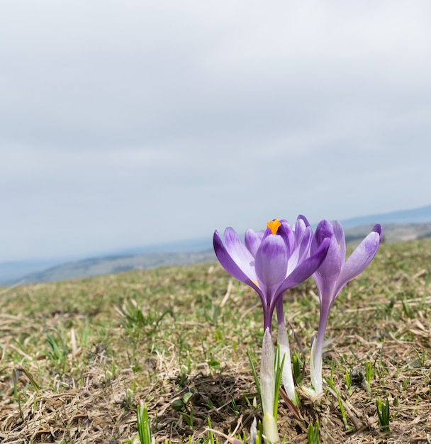 이른 봄에 야생 보라색 Croci 또는 Crocus Sativus. 산에서 알파인 크로커스 꽃. 봄 풍경