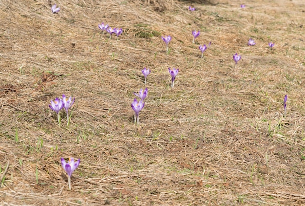 Wild Violet Croci of Crocus Sativus in het vroege voorjaar. Alpenkrokussen bloeien in de bergen. Lente landschap